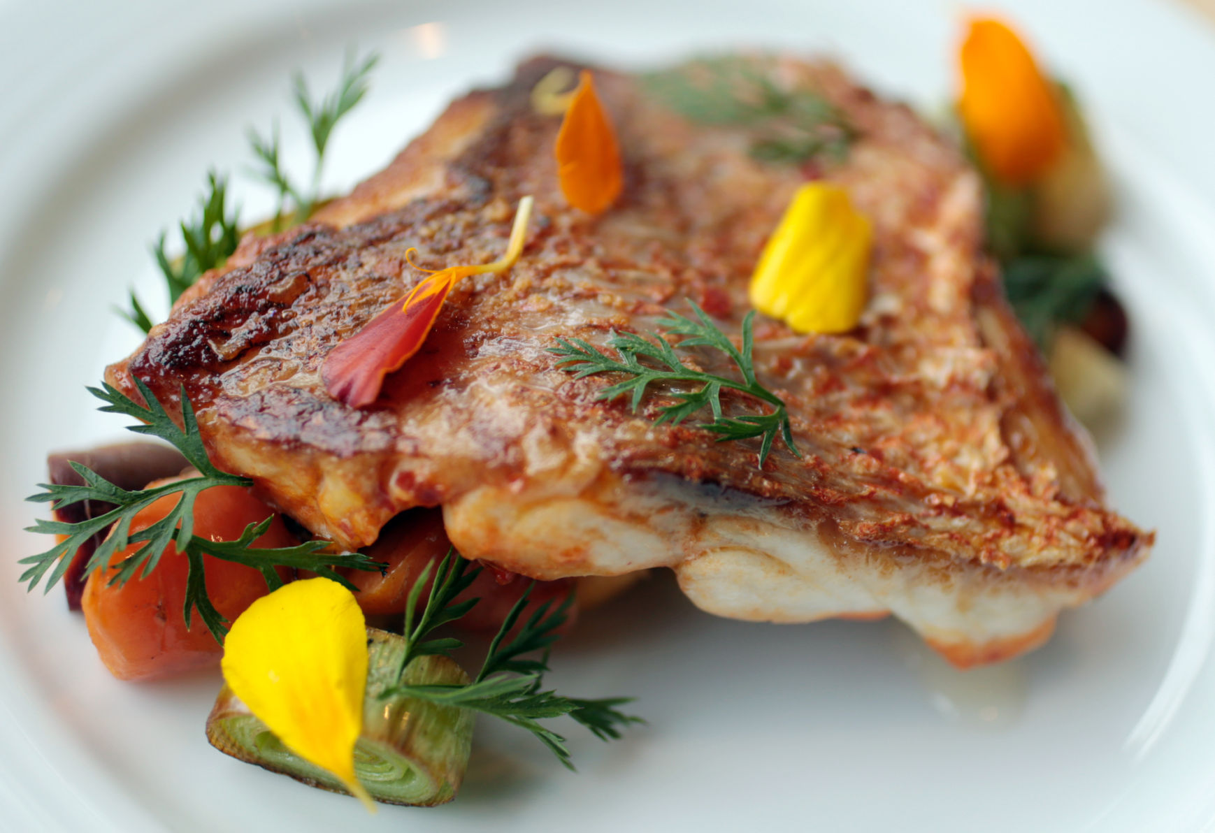 Red snapper